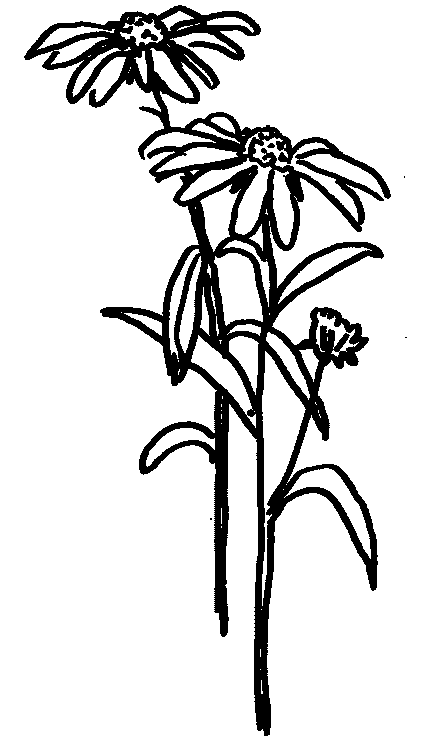 441x738 Folk Art Black Eyed Susan Printable Pattern Coloring Page