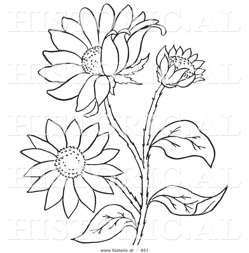 1024x1044 Historical Vector Illustration Of A Black Eyed Susan Flowers