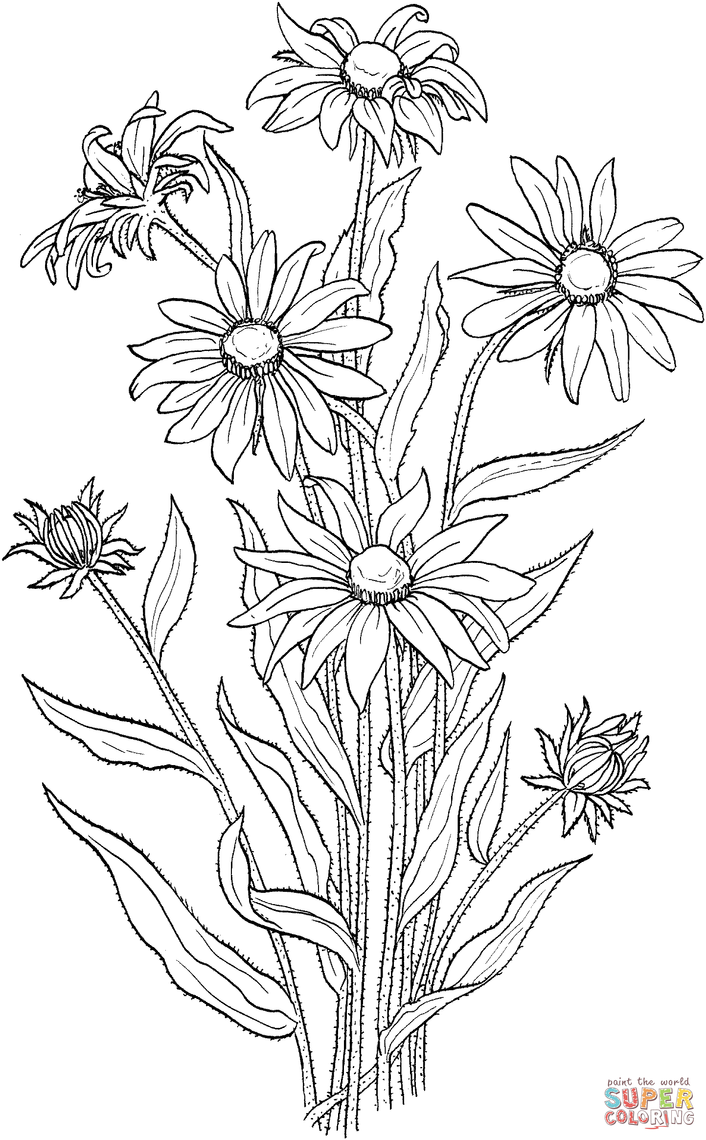1443x2329 Rudbeckia Hirta Or Black Eyed Susan Coloring Page Free Printable