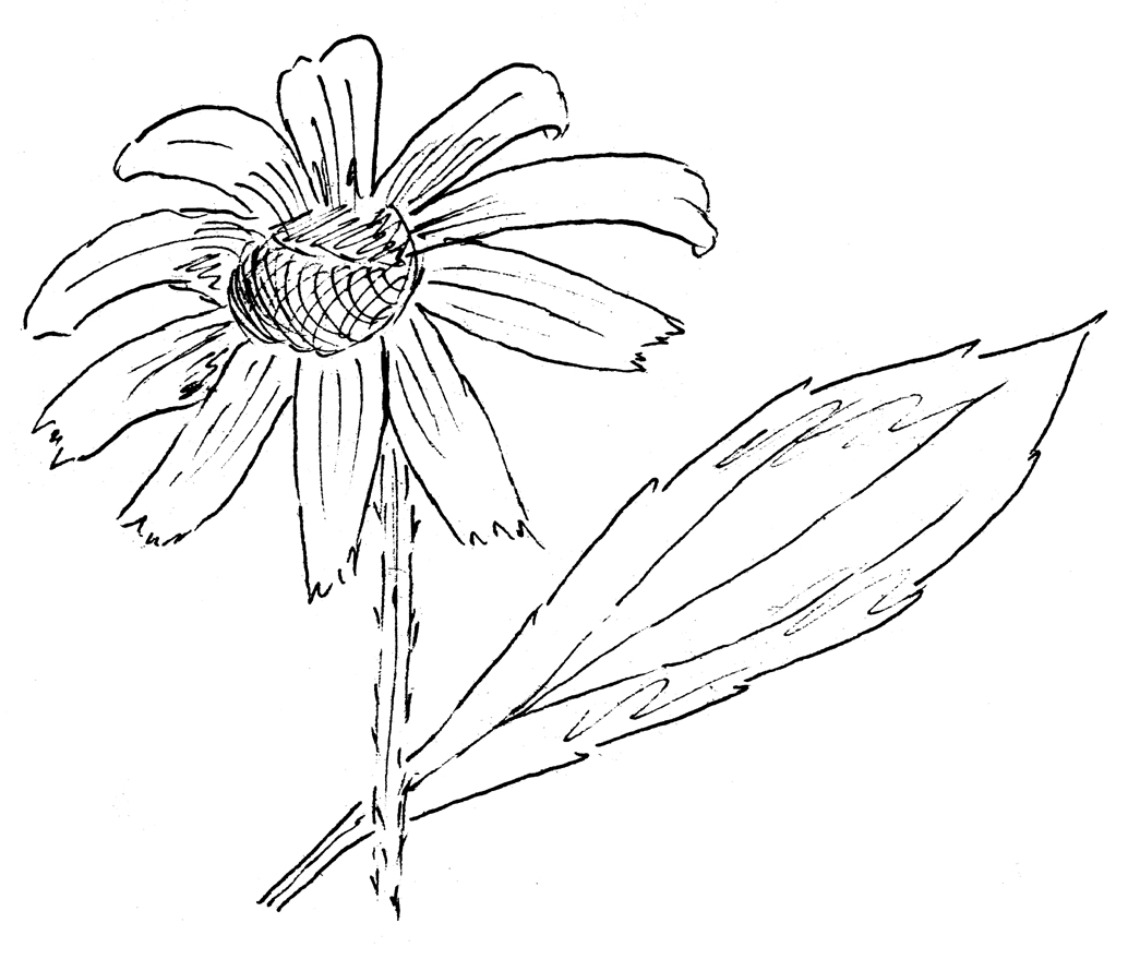 Black Eyed Susan Drawing at GetDrawings | Free download