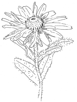 263x350 Rudbeckia Hirta, Black Eyed Susan