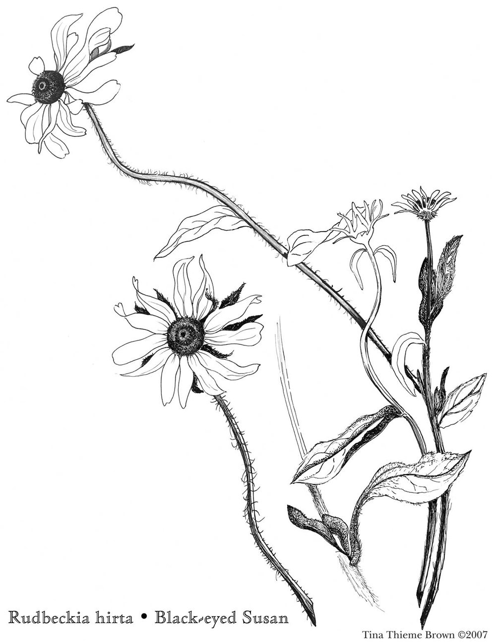 1000x1294 Sugarloaf Books Tina Thieme Brown