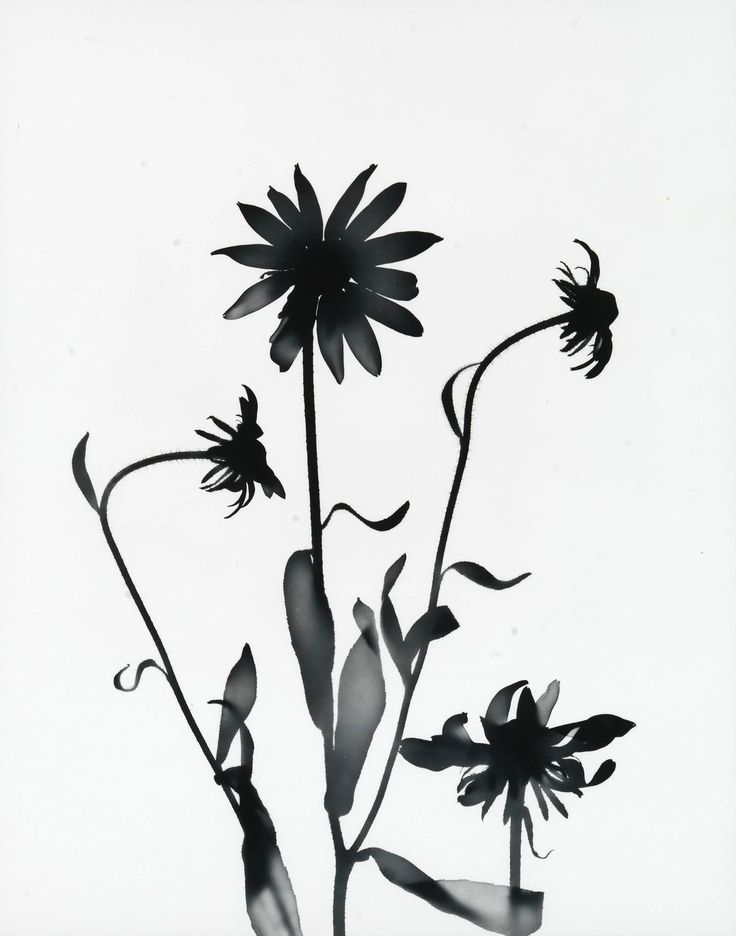 736x936 The Best Black Eyed Susan Image Ideas On Black