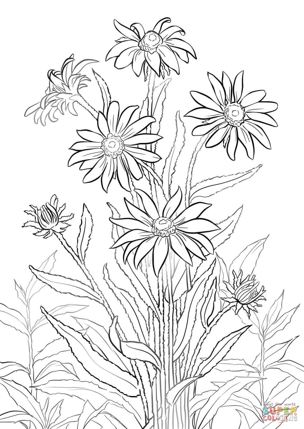 1020x1440 Black Eyed Susan Super Coloring Drawing Flowers Tutorials