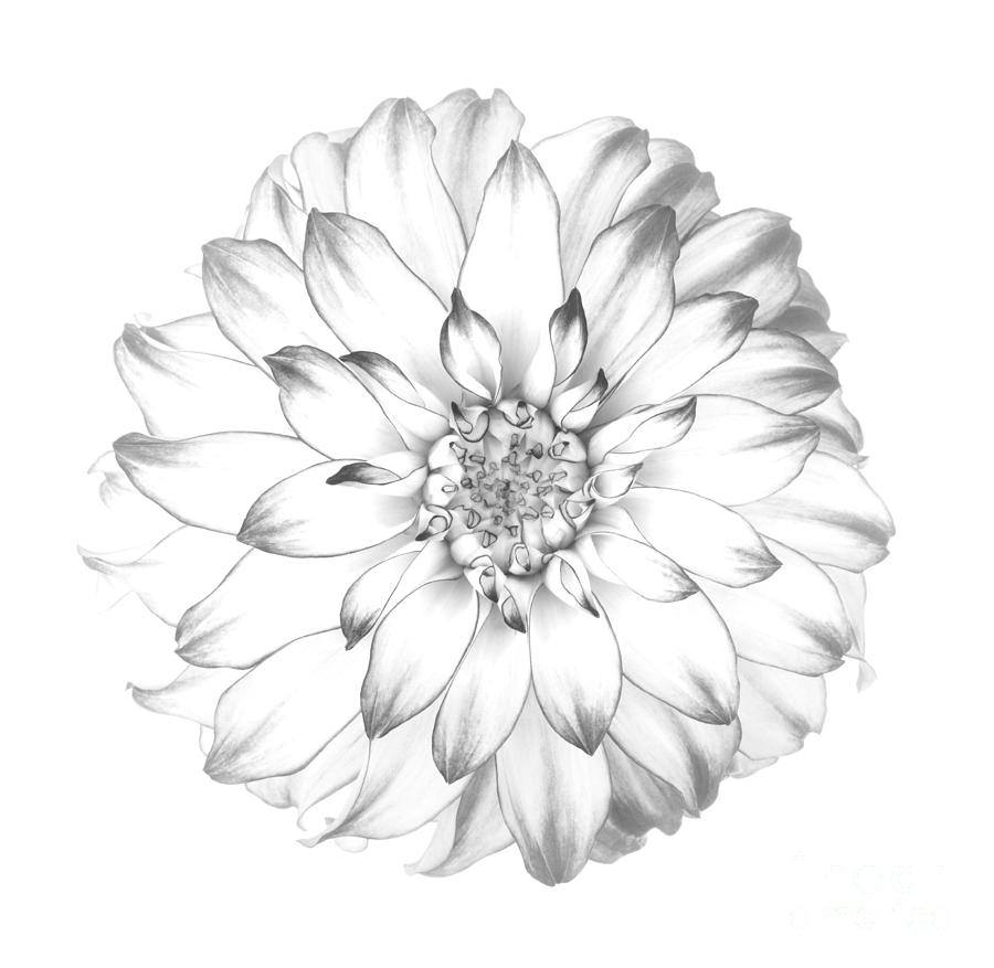 900x877 Dahlia Flower As Drawing In Black And White. Photograph By