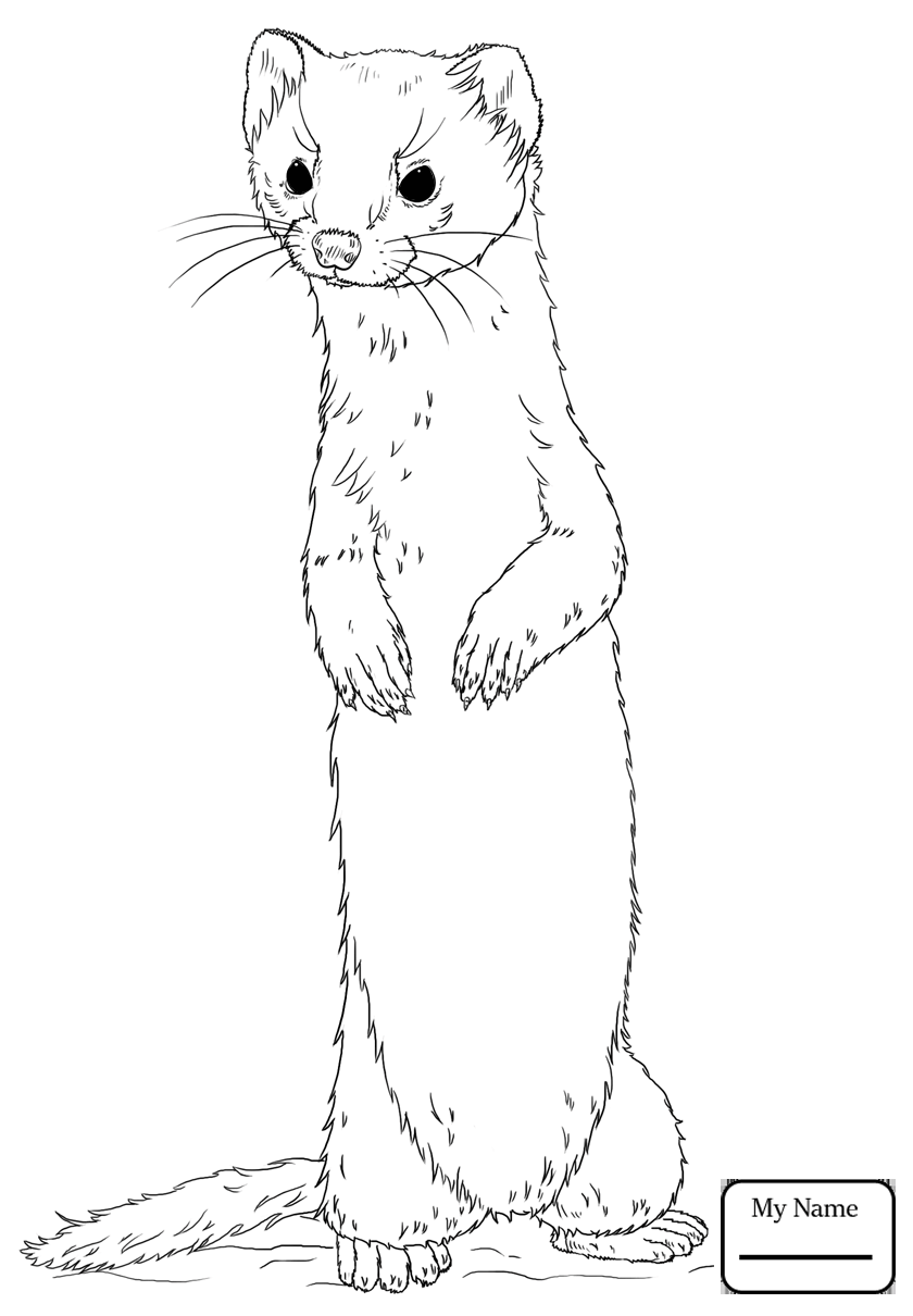 840x1210 Coloring Pages Mammals Black Footed Ferret