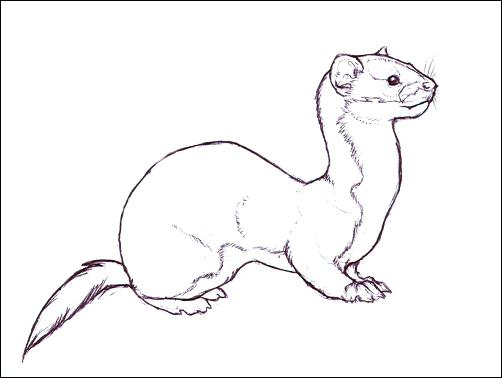 502x378 Ferret Coloring Pages Synthesis.site