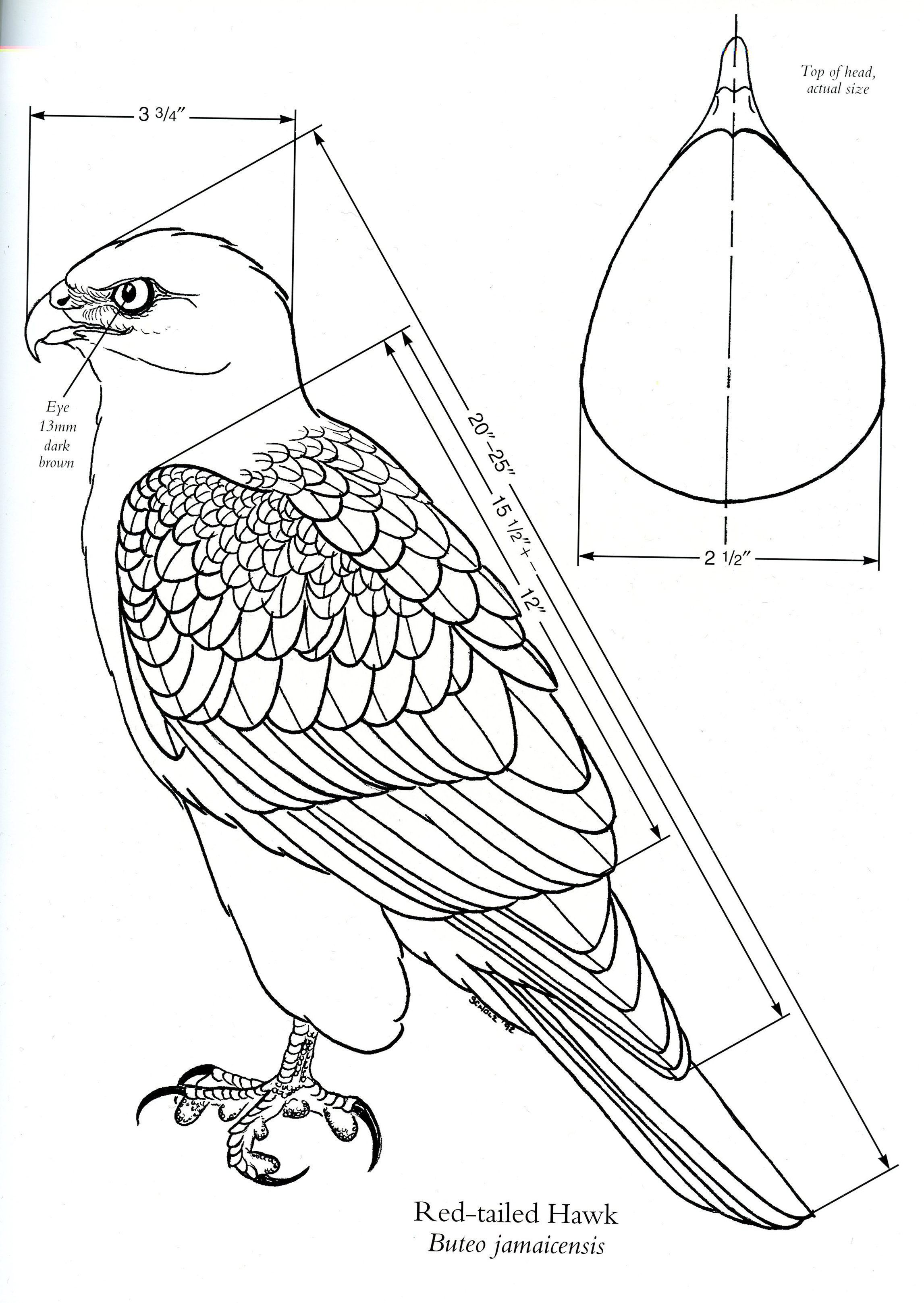 2293x3234 Diagram Of A Red Tailed Hawk [Source Birds Of Prey By Floyd