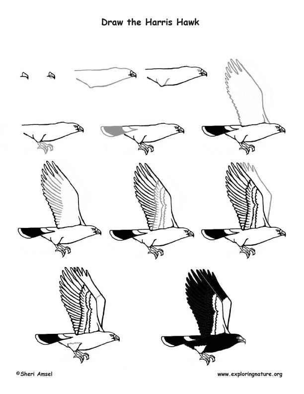 612x792 Hawk (Harris) Drawing Lesson