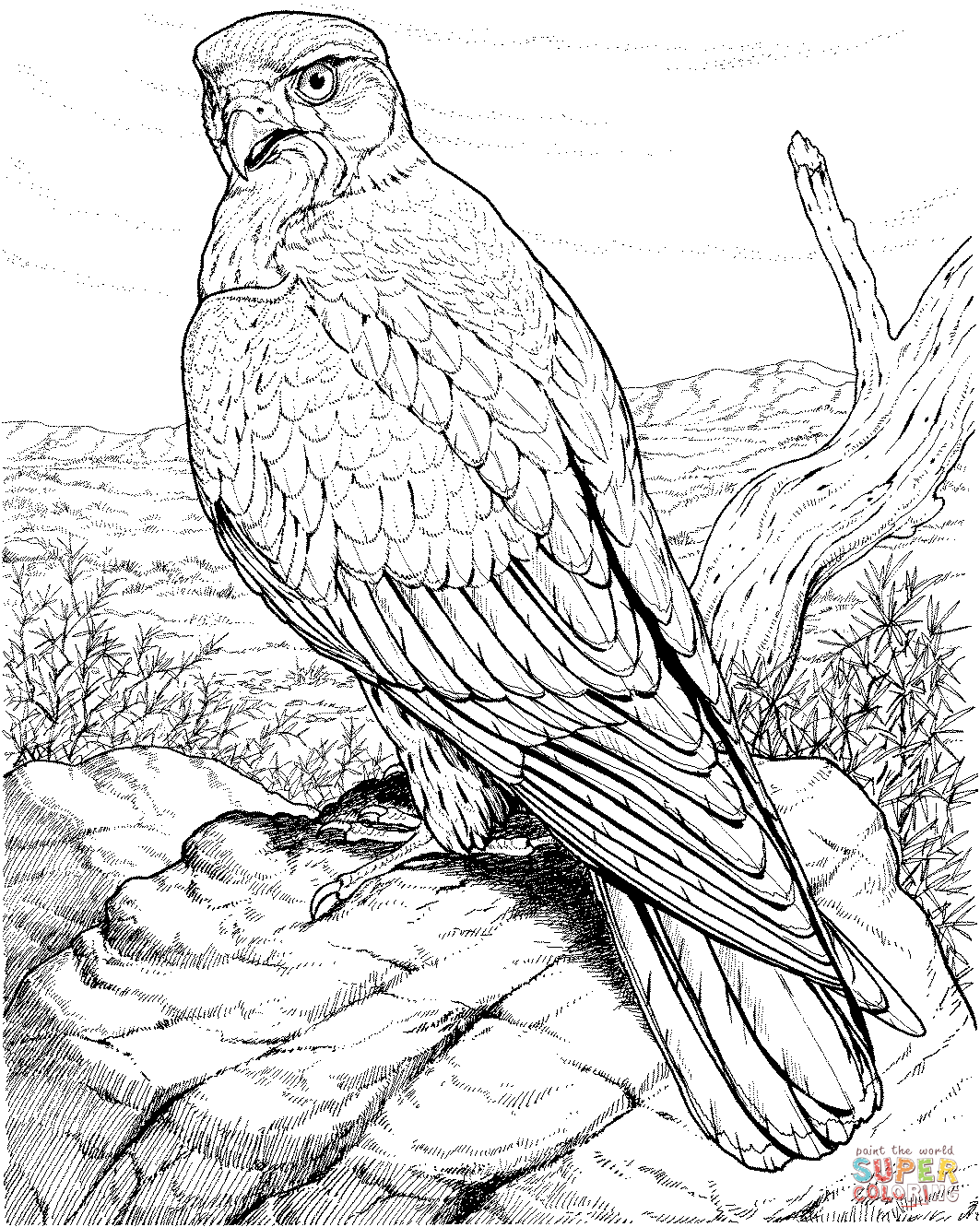 1063x1331 Hawks Coloring Pages Free Coloring Pages