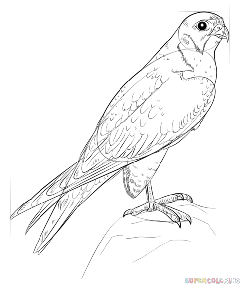486x575 How To Draw A Peregrine Falcon Step By Step Drawing Tutorials