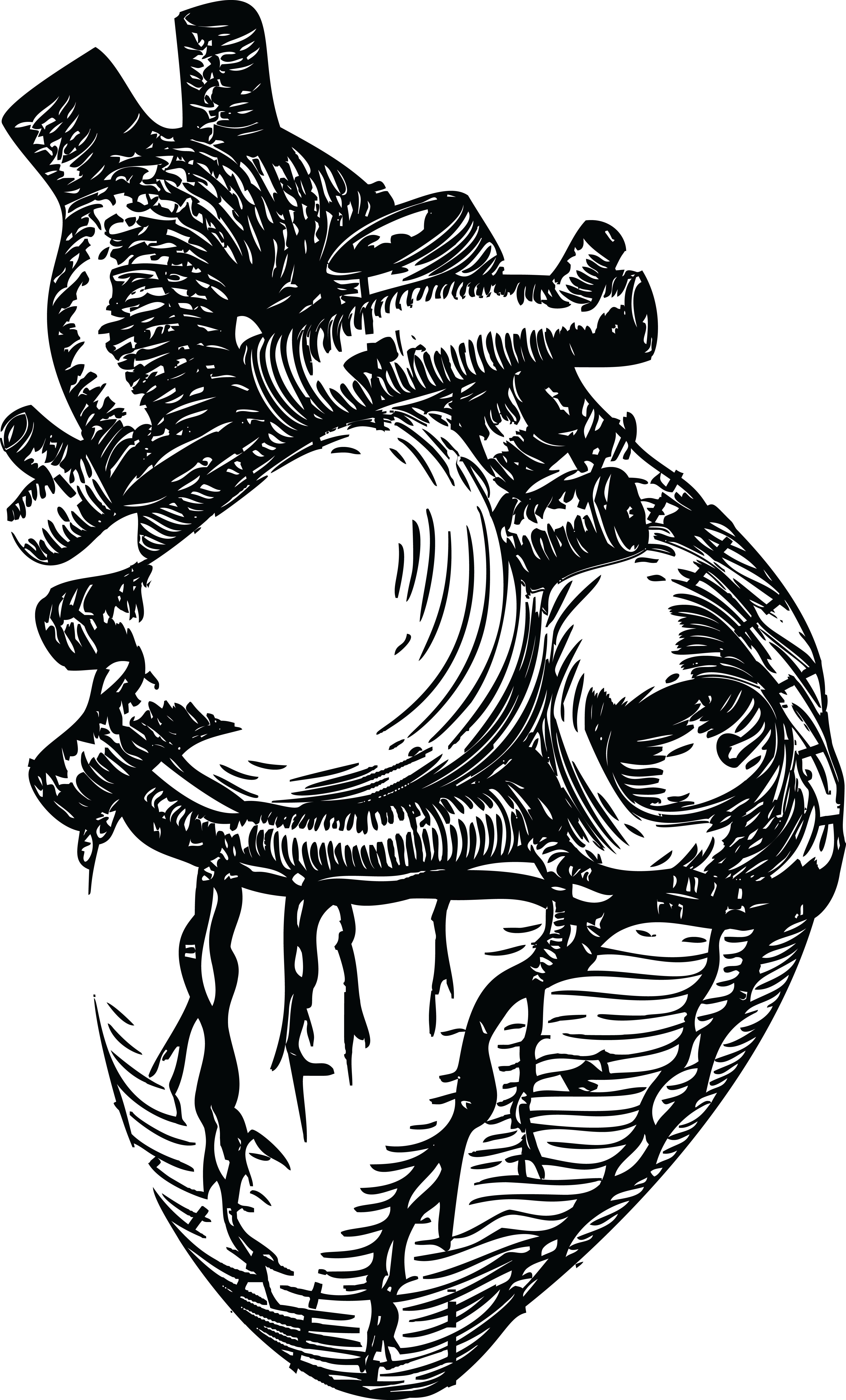 4000x6616 Free Clipart Of A Human Heart In Black And White