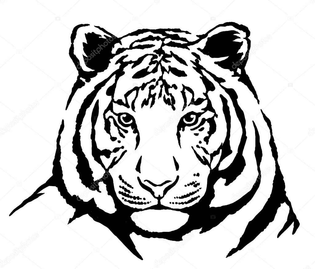 1024x876 Black And White Ink Draw Tiger Illustration Stock Photo