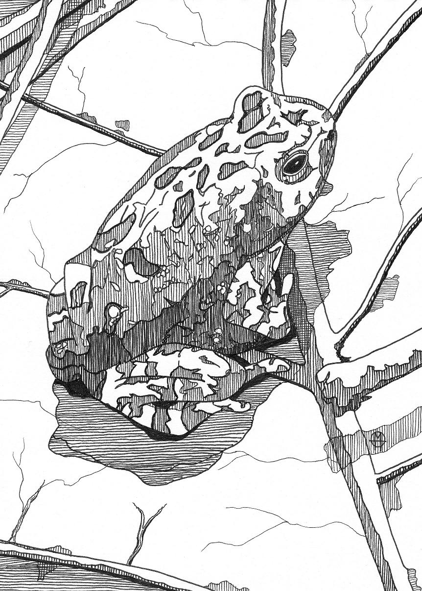 862x1206 Ink Drawings Matthew Howard