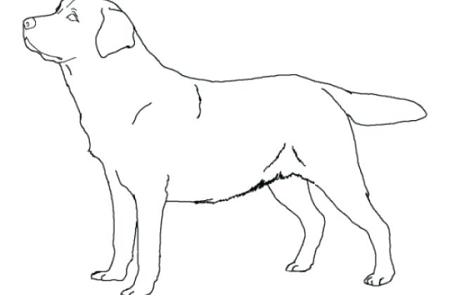640x420 Chocolate Lab Dog Coloring Pages