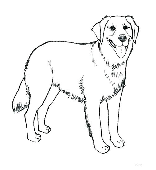 503x549 Black Lab Coloring Pages
