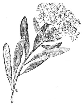 315x400 Drawn Plant Labrador Tea