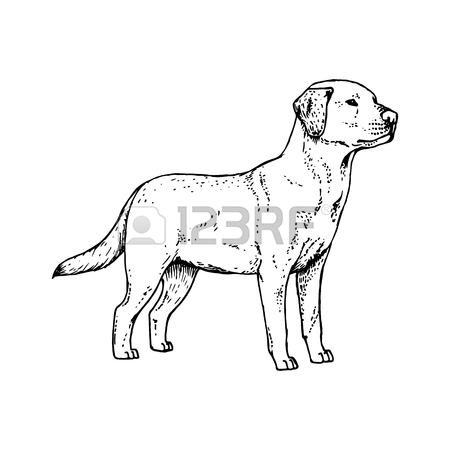 450x450 709 Labrador Doodle Stock Vector Illustration And Royalty Free
