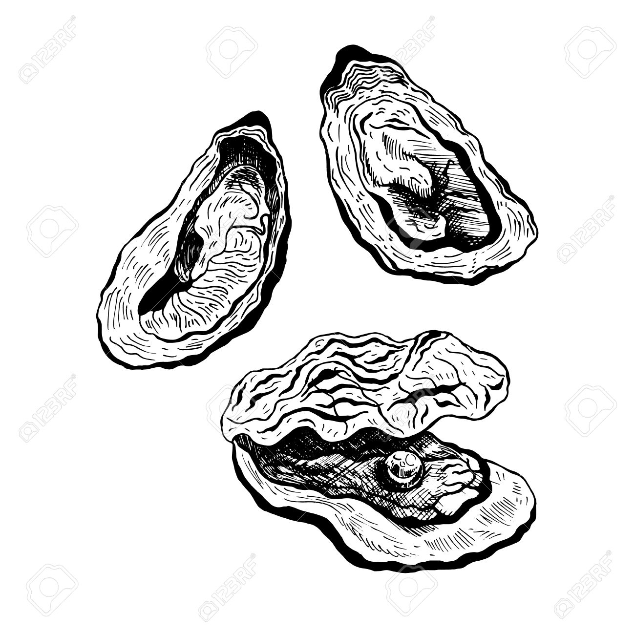 1300x1300 Oysters Vintage Vector Set, Oyster With Pearl. Black And White