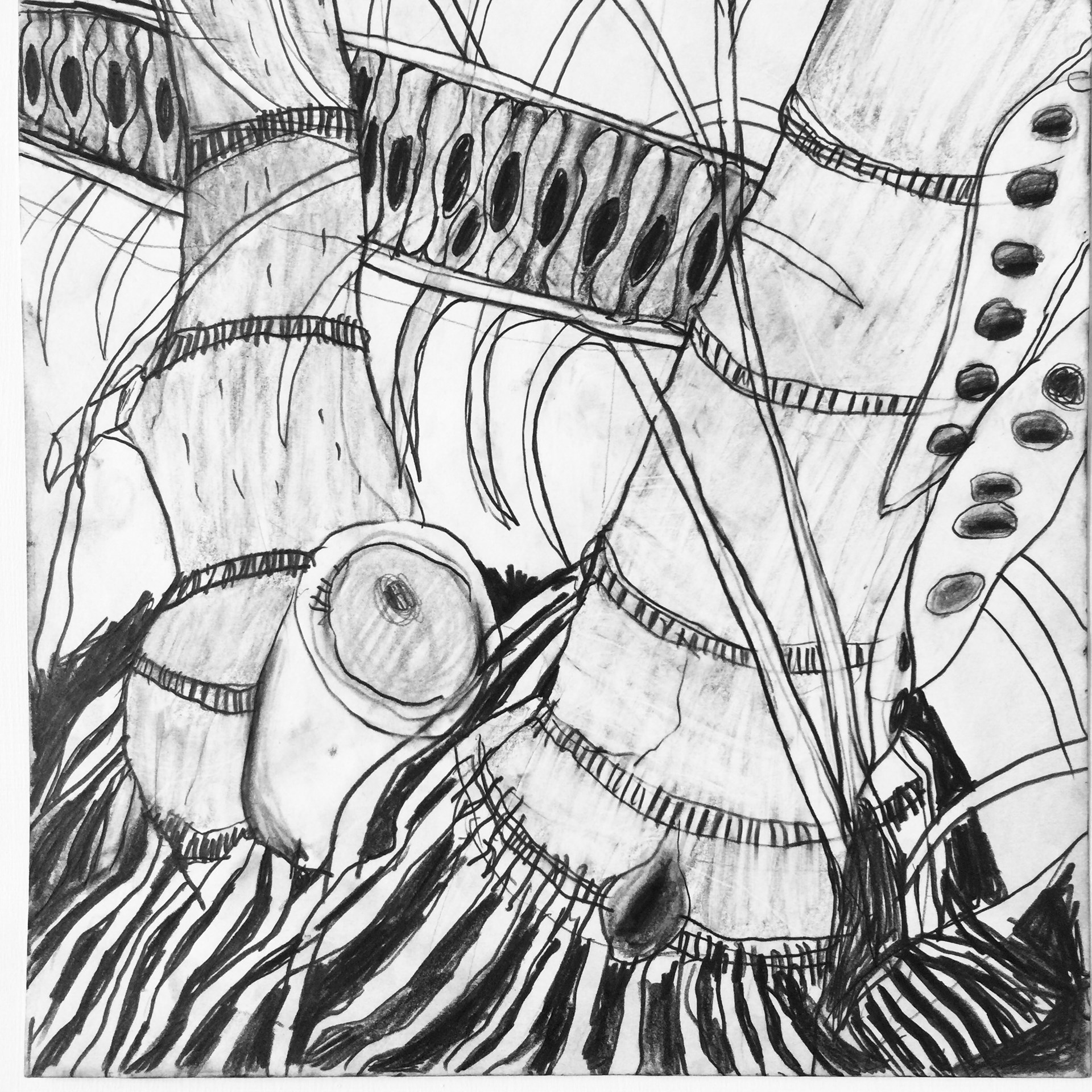 1920x1920 Original Pencil Drawings, Sketches Of Birds, Tropical Flowers