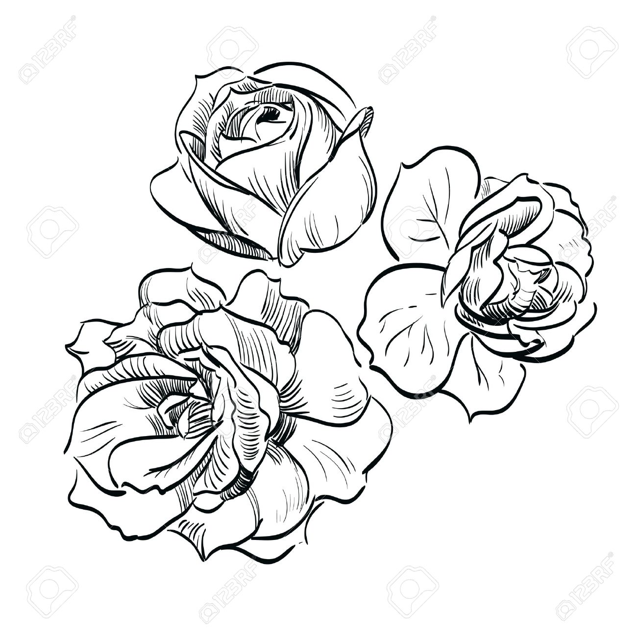 1300x1300 Black Rose On White Background Royalty Free Cliparts, Vectors,