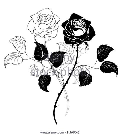 485x540 Black Roses Stock Photos Amp Black Roses Stock Images