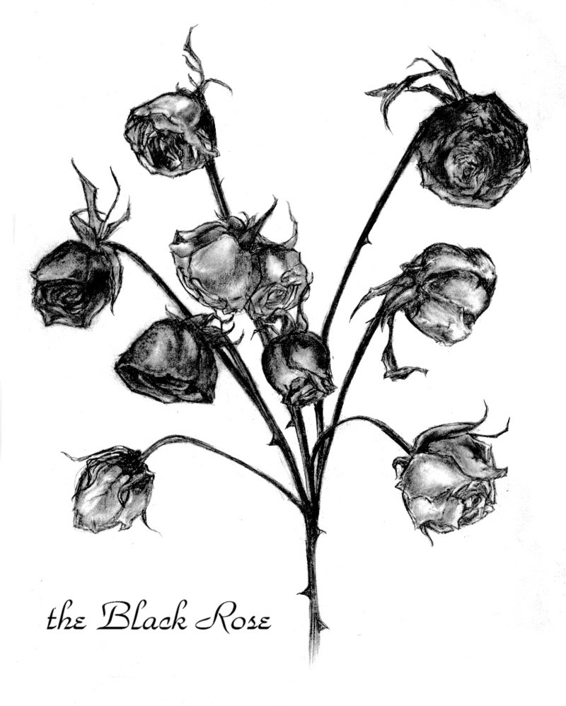 800x998 The Black Rose 00 By Un Manga
