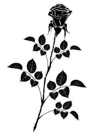326x461 Beautiful Black Rose Picture