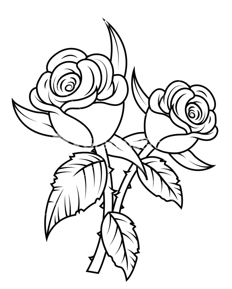 801x1000 Black Rose Clipart