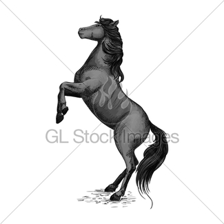 325x325 Horse Head Sketch Of Black Arabian Stallion Gl Stock Images