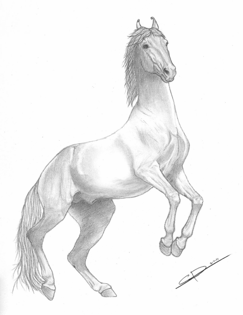 Black Stallion Drawing at GetDrawings | Free download