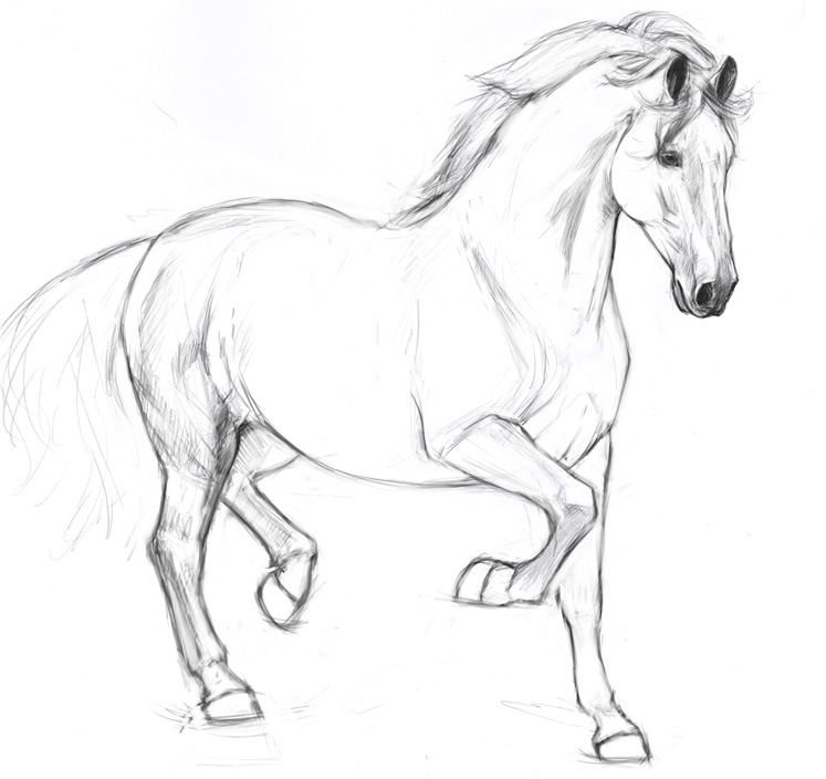 747x704 Stallion Sketch By South Wind