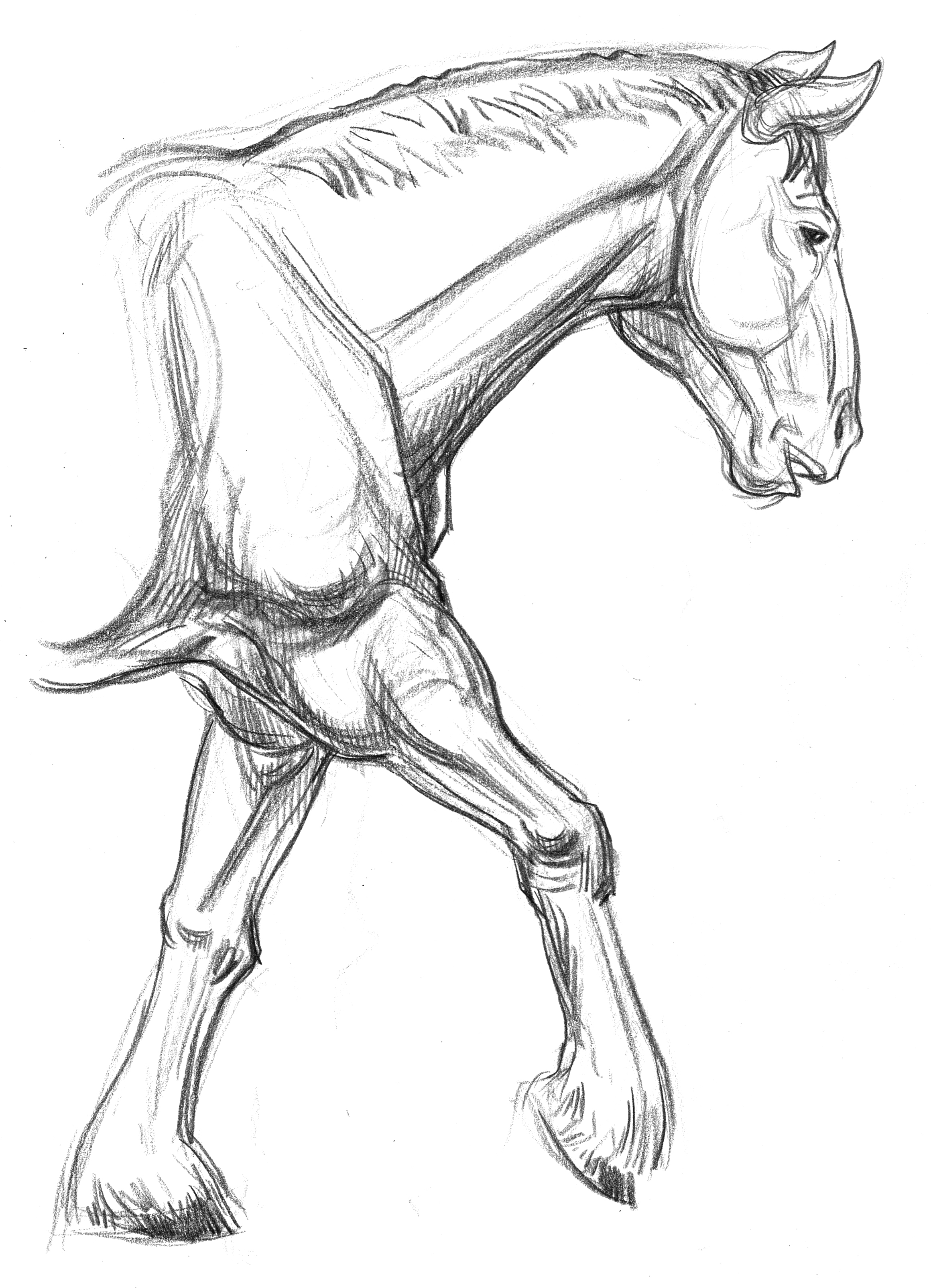 2320x3209 Garygeraths Animal Drawing