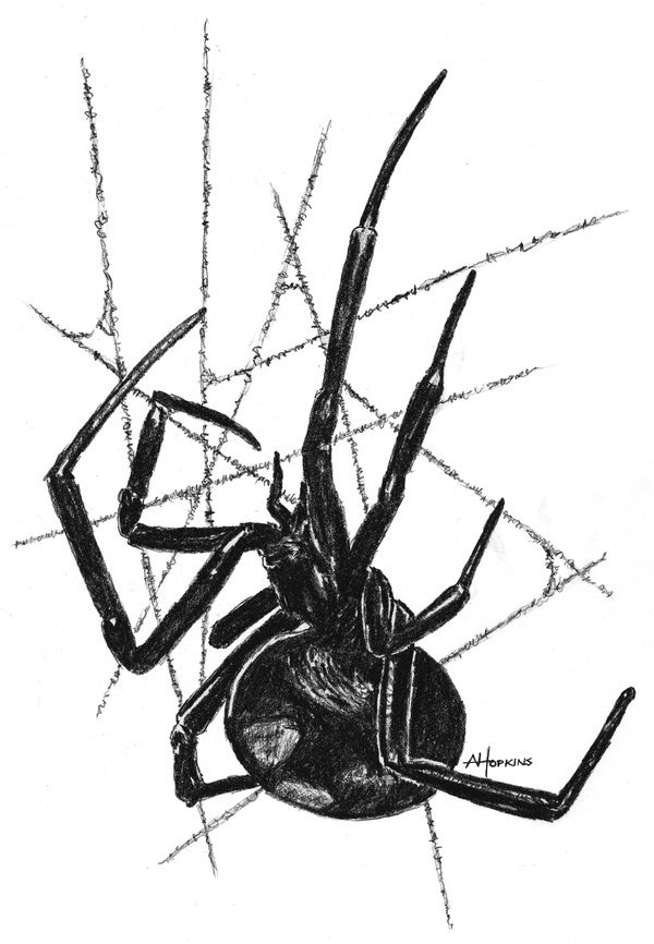 600x866 Black Widow Spider By Saba Do