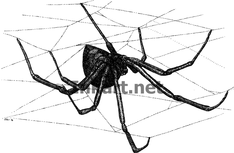 800x522 Black Widow Spider Stock Art Illustration
