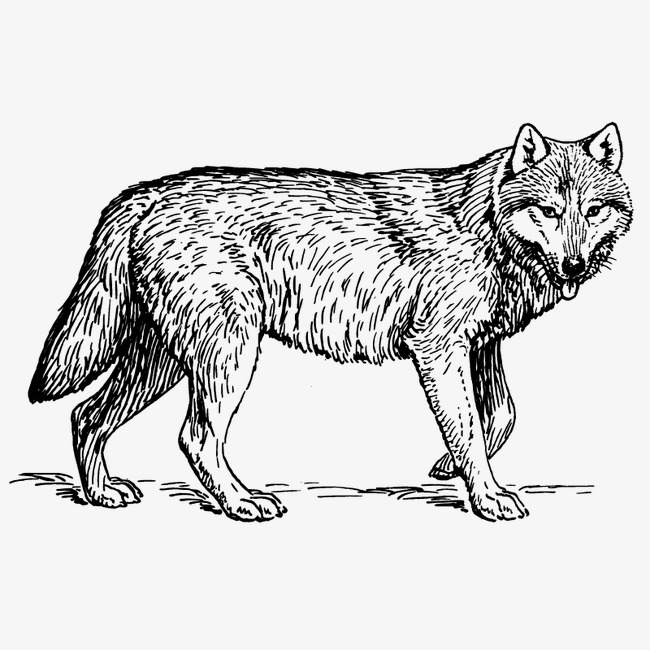 650x650 Wolf, Animal, Vector, Sketch Png And Vector For Free Download