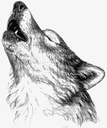 Black Wolf Drawing at GetDrawings | Free download