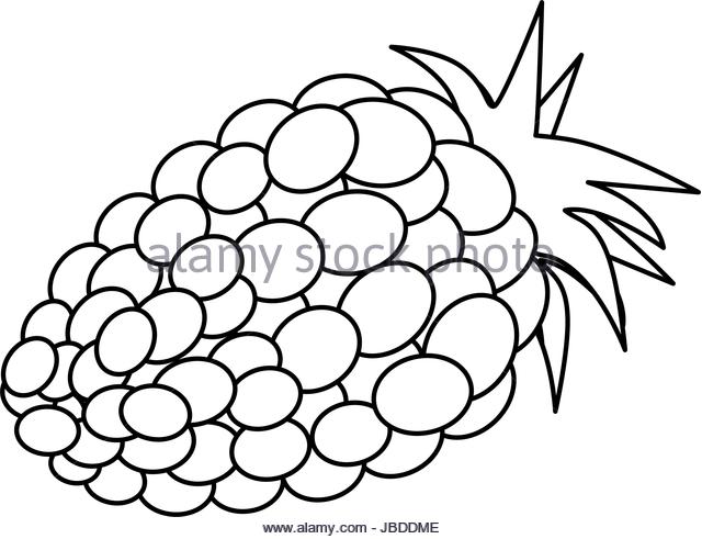 640x491 Blackberry Fruit Stock Vector Images