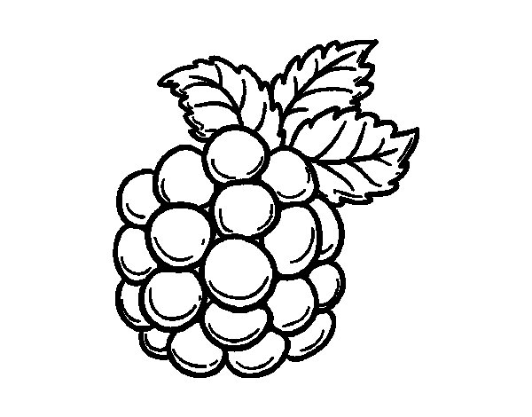 600x470 Blackberry Coloring Page