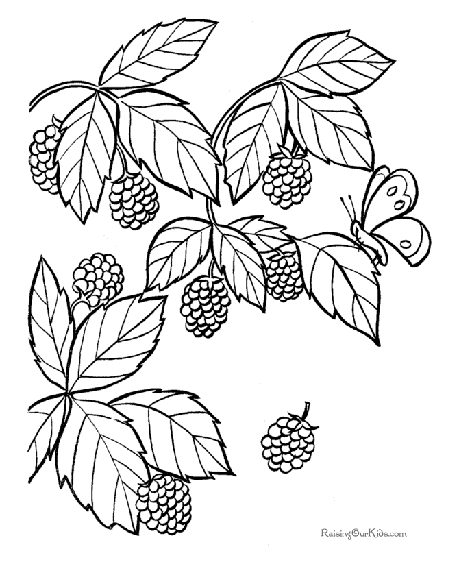 670x820 Blackberry Coloring Page To Print And Color Coloring Pages