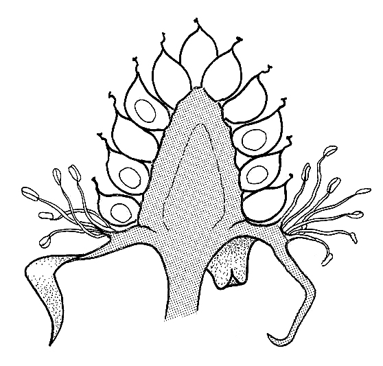558x533 Blackberry Flower After Fertilisation. Drawings Of Fruit Formation