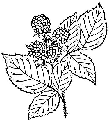 375x415 Blackberry Or Raspberry Coloring Page To Use An Embroidery Pattern