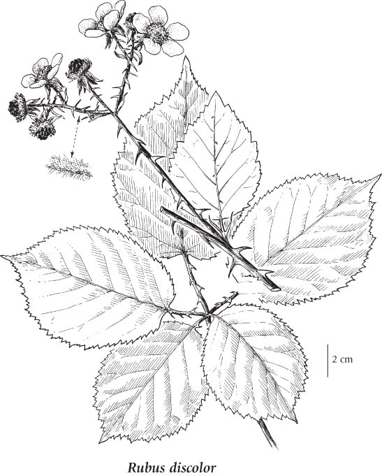 547x681 The Biology Of Canadian Weeds. 154. Himalayan Blackberry
