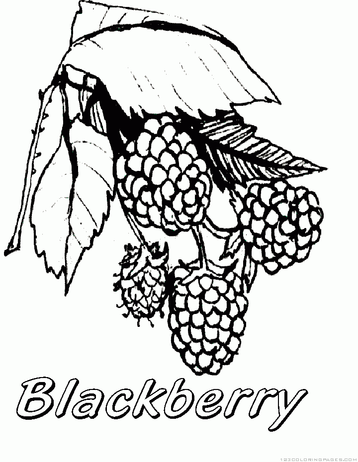 720x930 Blackberry Coloring Pages