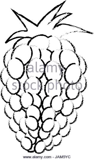 316x540 Blackberry Stock Vector Images