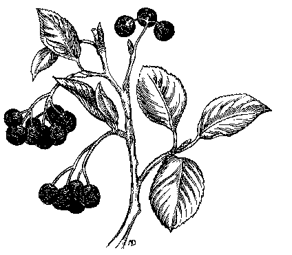 424x371 Native Shrubs