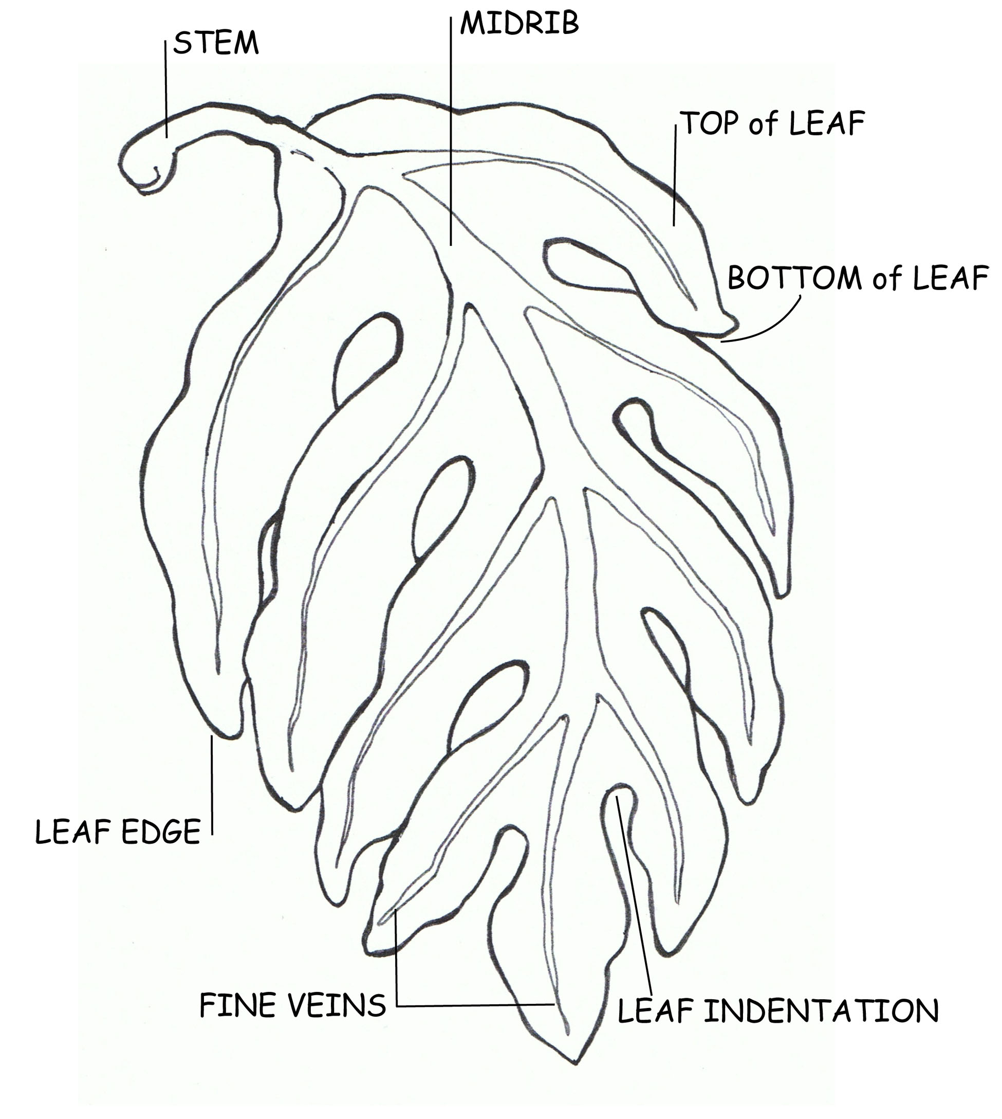 1950x2176 Best Printable Blackberry Fruit Coloring Books For Kids