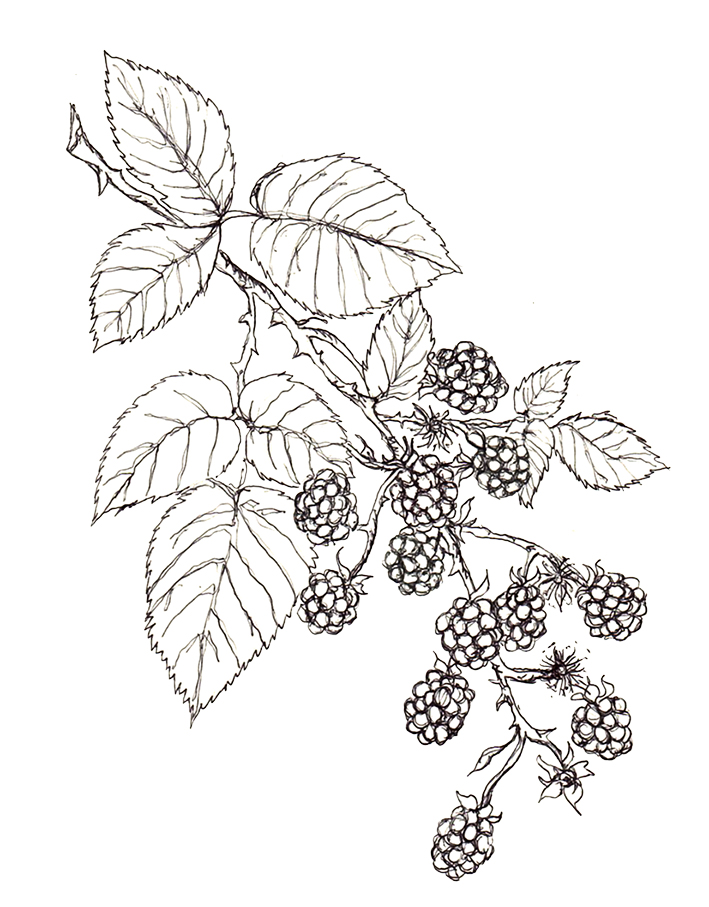 709x907 Blackberries (Own Sketch) Pflanzen Blackberry