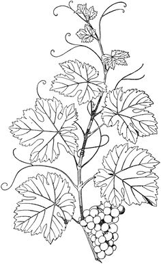 236x386 Blackberry Vine Cliparts Many Interesting Cliparts