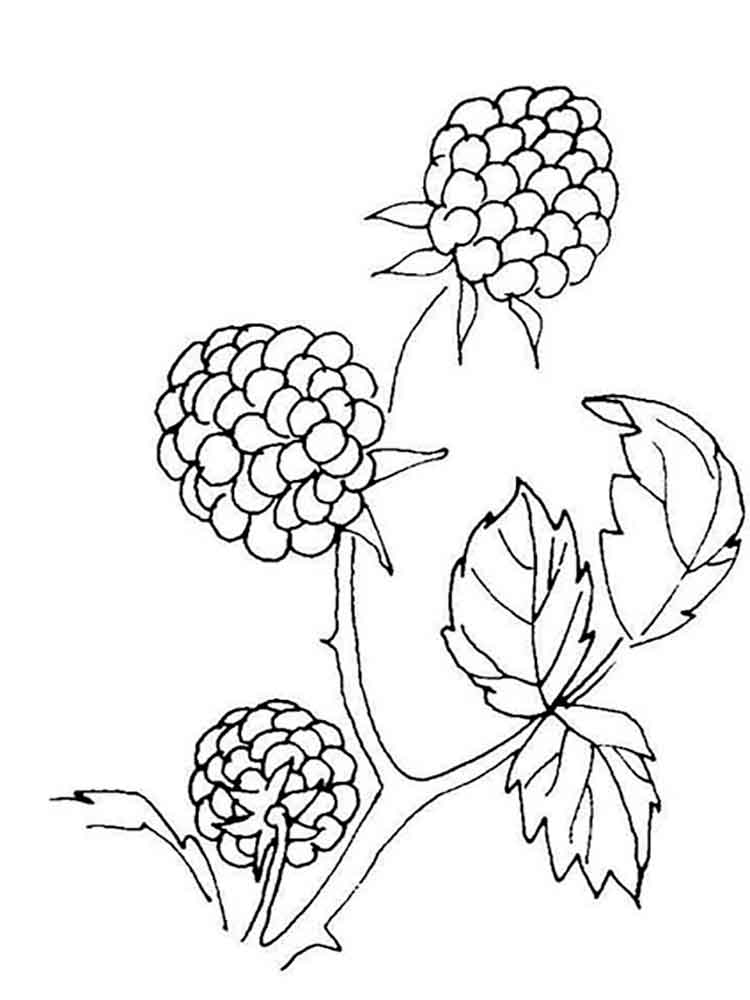 750x1000 Blackberry Coloring Pages. Download And Print Blackberry Coloring